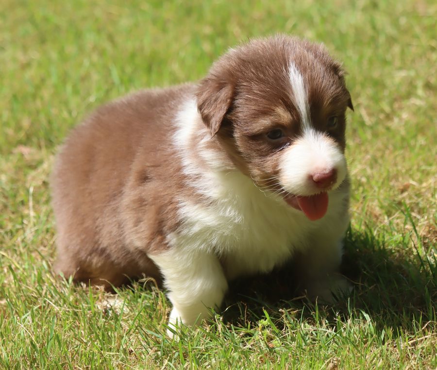 du Chemin de la Lune aux Reves - Chiots disponibles - Berger Australien