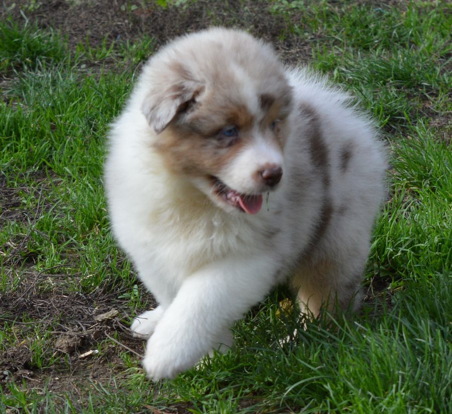 du Chemin de la Lune aux Reves - Chiots disponibles - Berger Australien