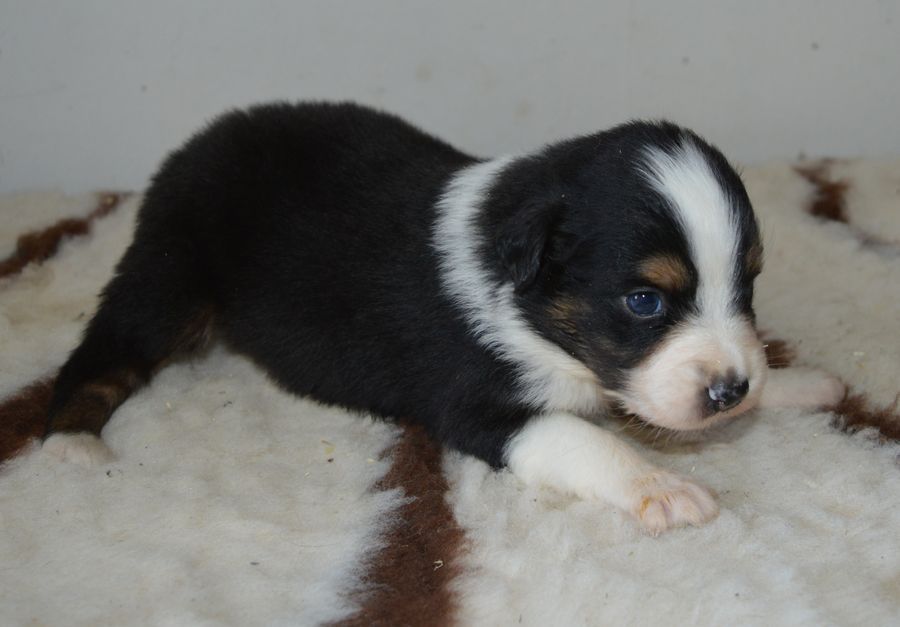 du Chemin de la Lune aux Reves - Chiots disponibles - Berger Australien
