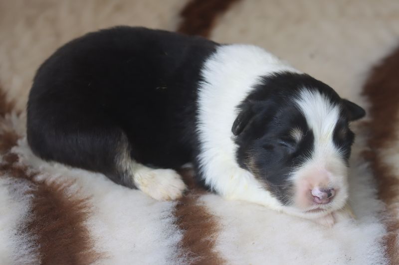 du Chemin de la Lune aux Reves - Chiots disponibles - Berger Australien