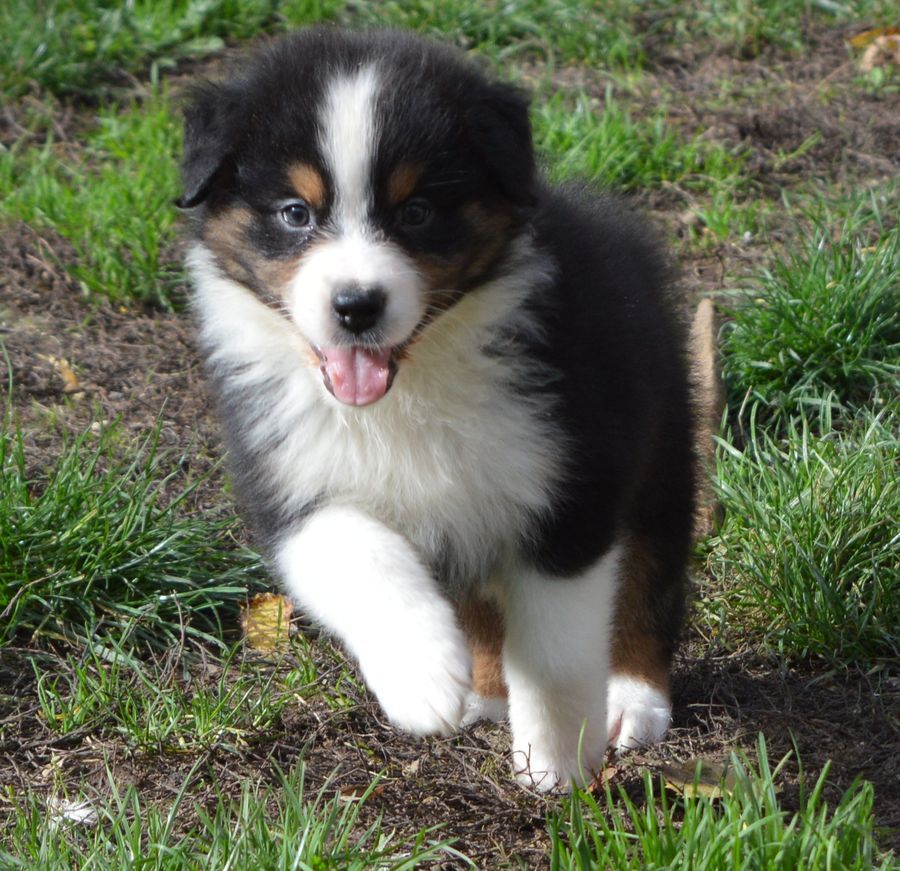 du Chemin de la Lune aux Reves - Chiots disponibles - Berger Australien