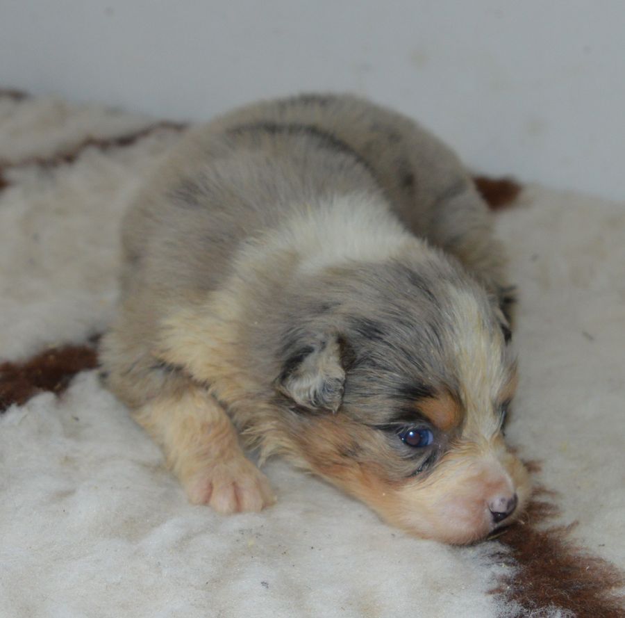 du Chemin de la Lune aux Reves - Chiots disponibles - Berger Australien