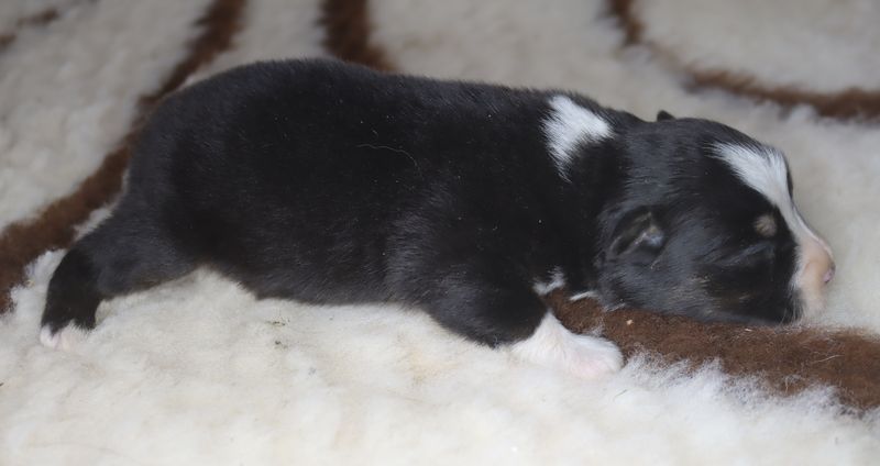 du Chemin de la Lune aux Reves - Chiots disponibles - Berger Australien