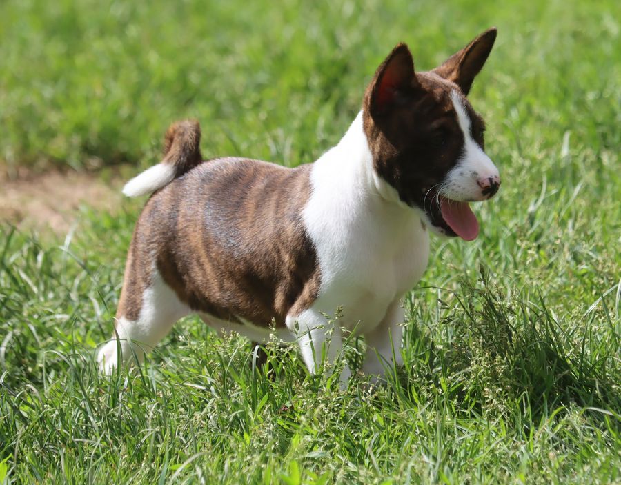 du Chemin de la Lune aux Reves - Chiots disponibles - Basenji
