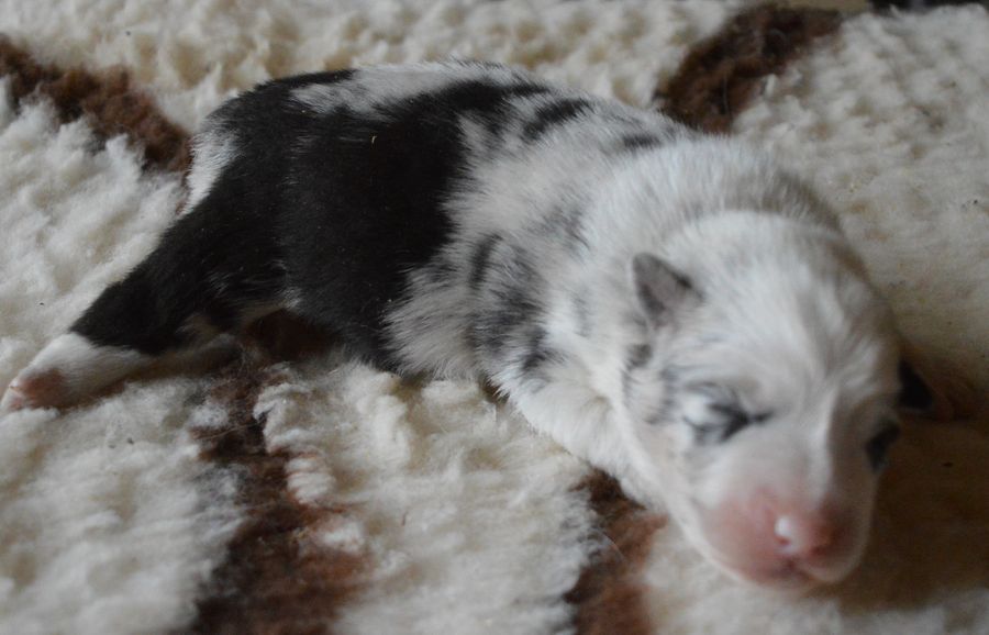 du Chemin de la Lune aux Reves - Chiots disponibles - Berger Australien
