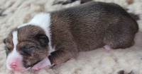 CHIOT