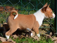 CHIOT