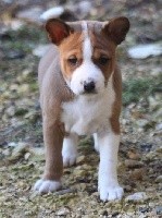 Male Fauve et Blanc 1 : Rhodes