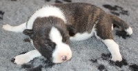 CHIOT