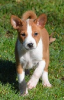 CHIOT
