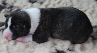 CHIOT