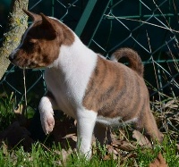 CHIOT