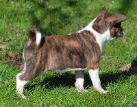 CHIOT