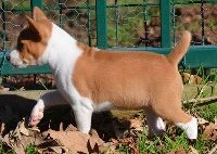 CHIOT