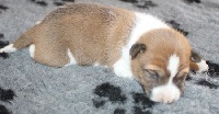CHIOT