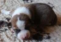 Male Fauve et Blanc 