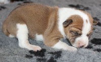 CHIOT