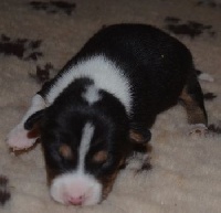 CHIOT