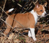 CHIOT