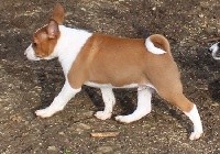 CHIOT