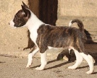 CHIOT male bringé