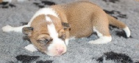 CHIOT