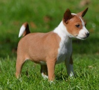 CHIOT