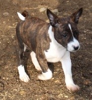 CHIOT