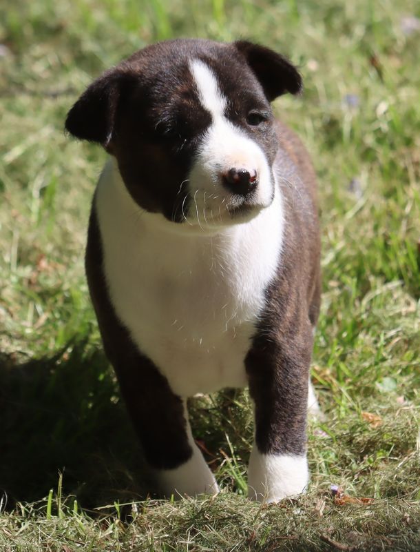 du Chemin de la Lune aux Reves - Chiots disponibles - Basenji