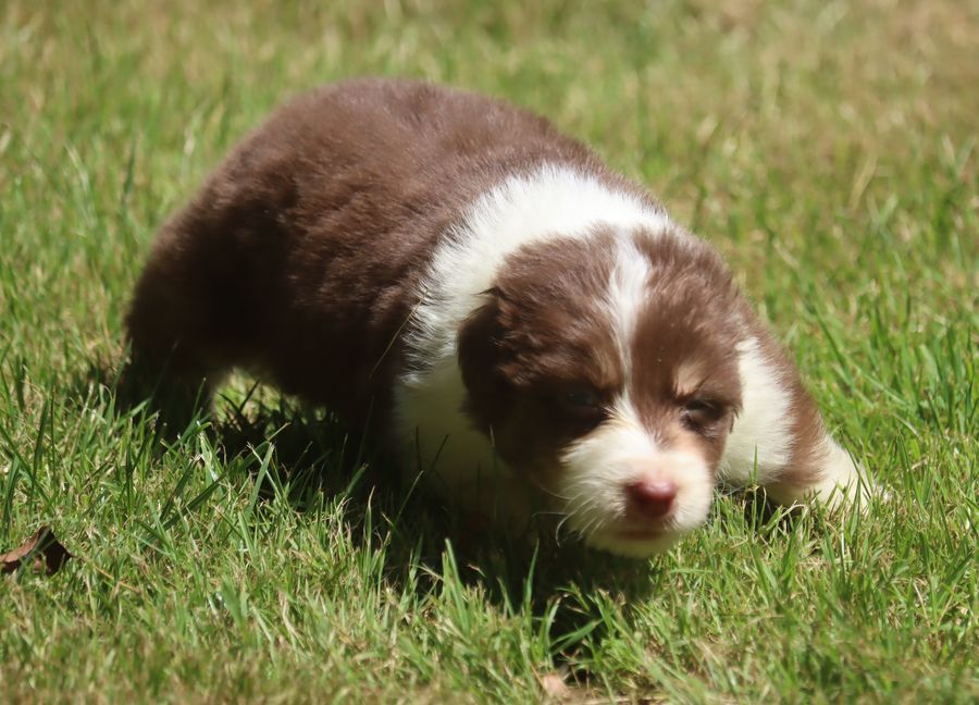 du Chemin de la Lune aux Reves - Chiots disponibles - Berger Australien