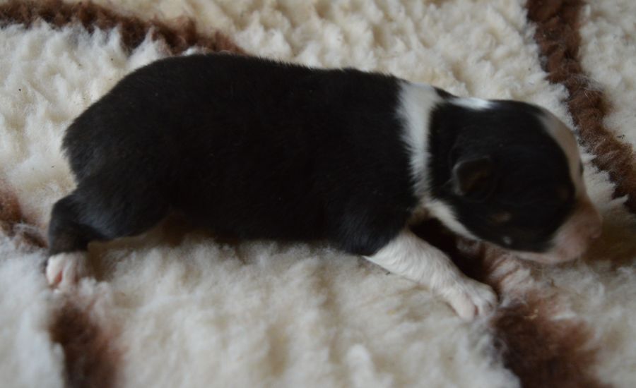 du Chemin de la Lune aux Reves - Chiots disponibles - Berger Australien