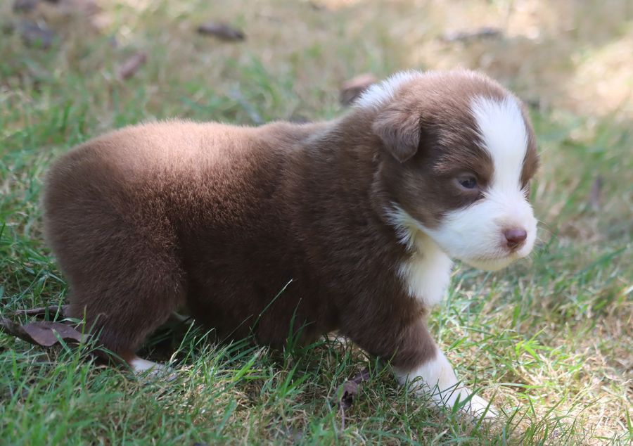 du Chemin de la Lune aux Reves - Chiots disponibles - Berger Australien