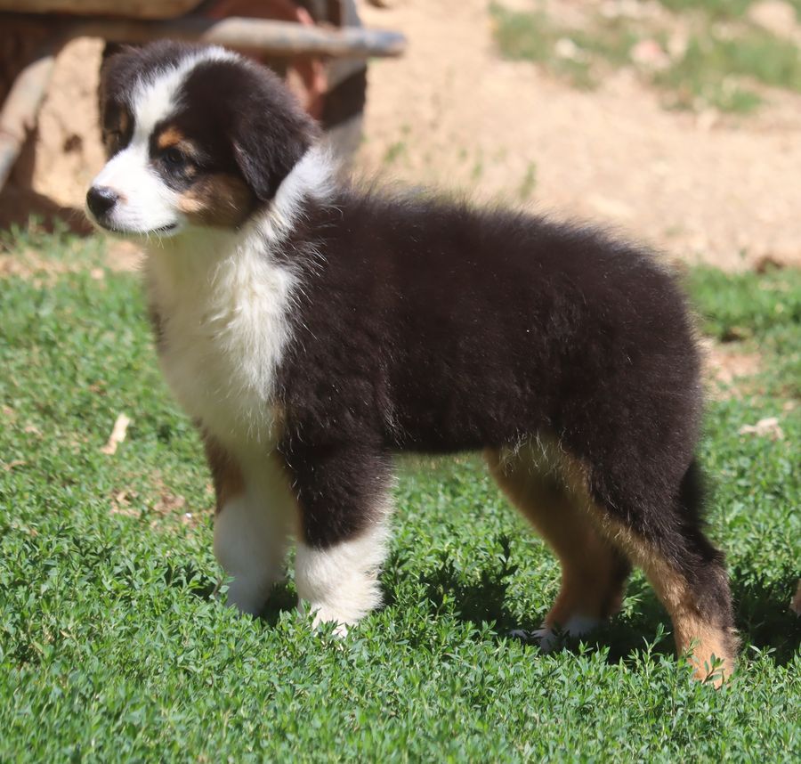 du Chemin de la Lune aux Reves - Chiots disponibles - Berger Australien