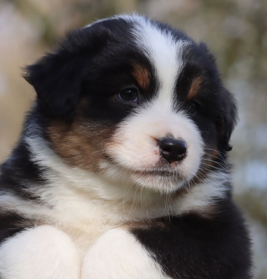 Chiot Berger Australien du Chemin de la Lune aux Reves