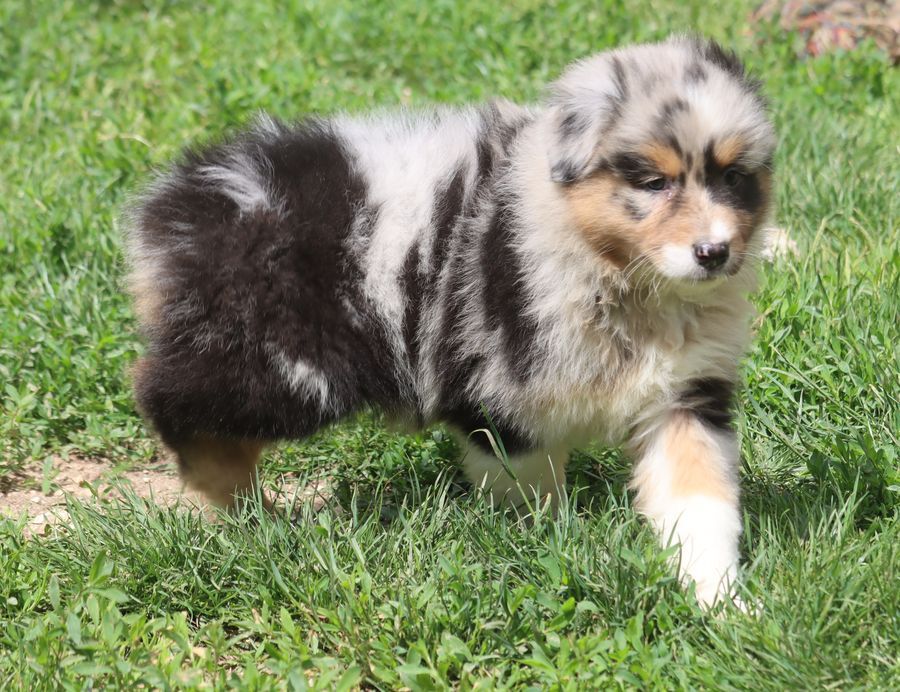 Femelle Bleu Merle 2 