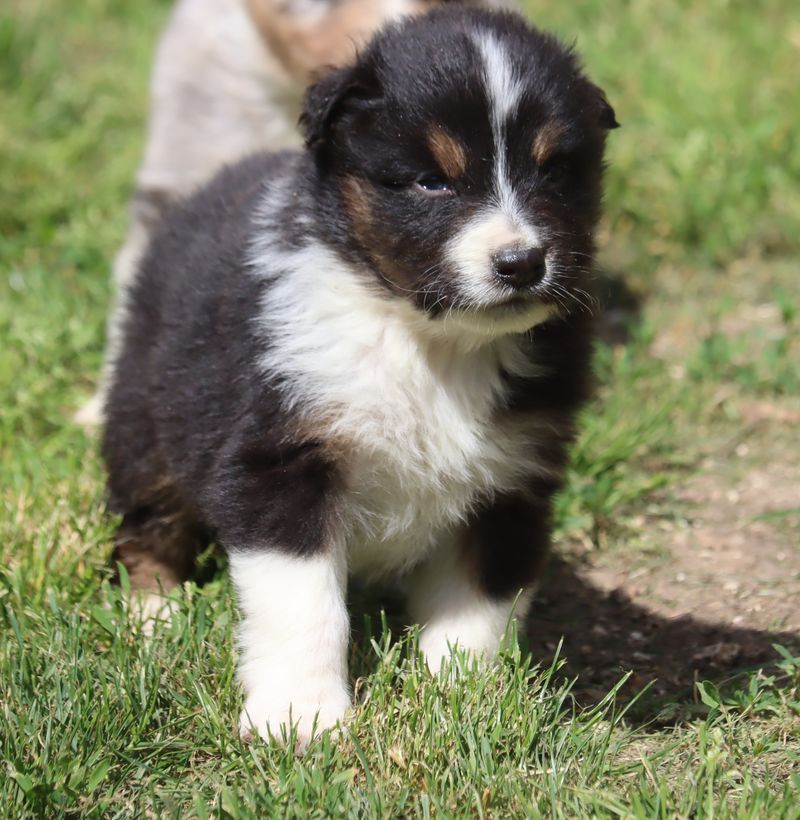du Chemin de la Lune aux Reves - Chiots disponibles - Berger Australien