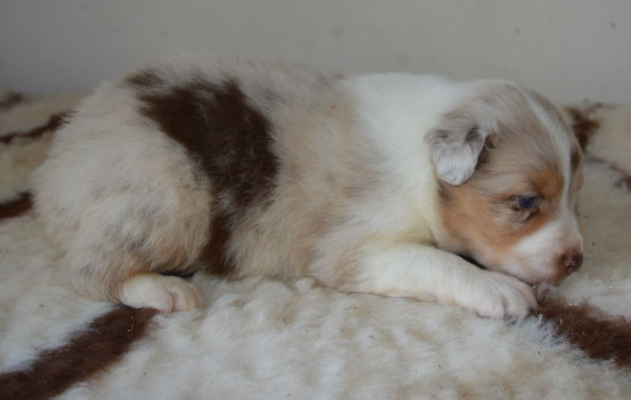 du Chemin de la Lune aux Reves - Chiots disponibles - Berger Australien
