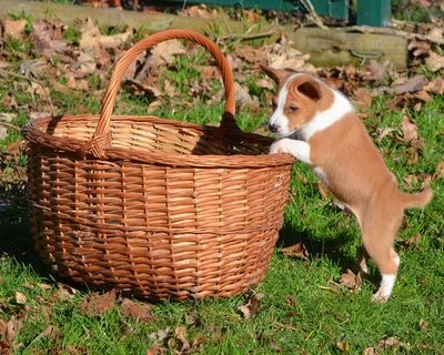 Chiot Basenji du Chemin de la Lune aux Reves