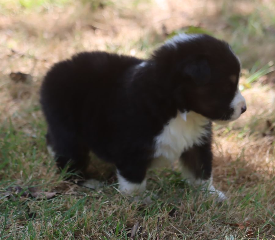 du Chemin de la Lune aux Reves - Chiots disponibles - Berger Australien