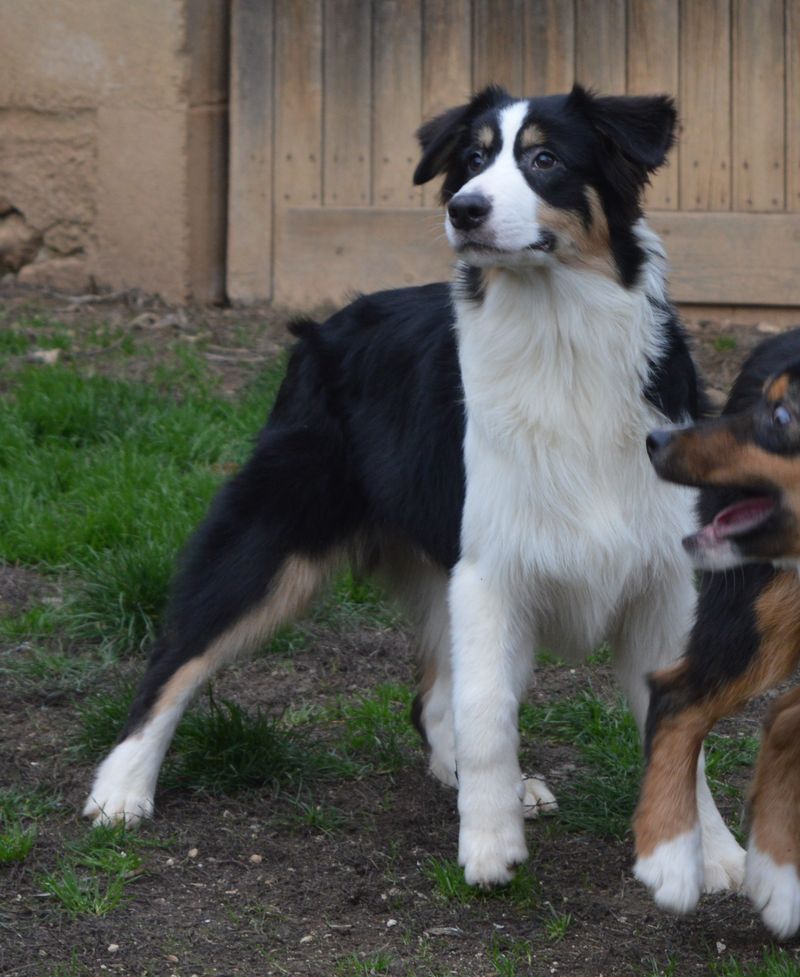 du Chemin de la Lune aux Reves - Chiots disponibles - Berger Australien