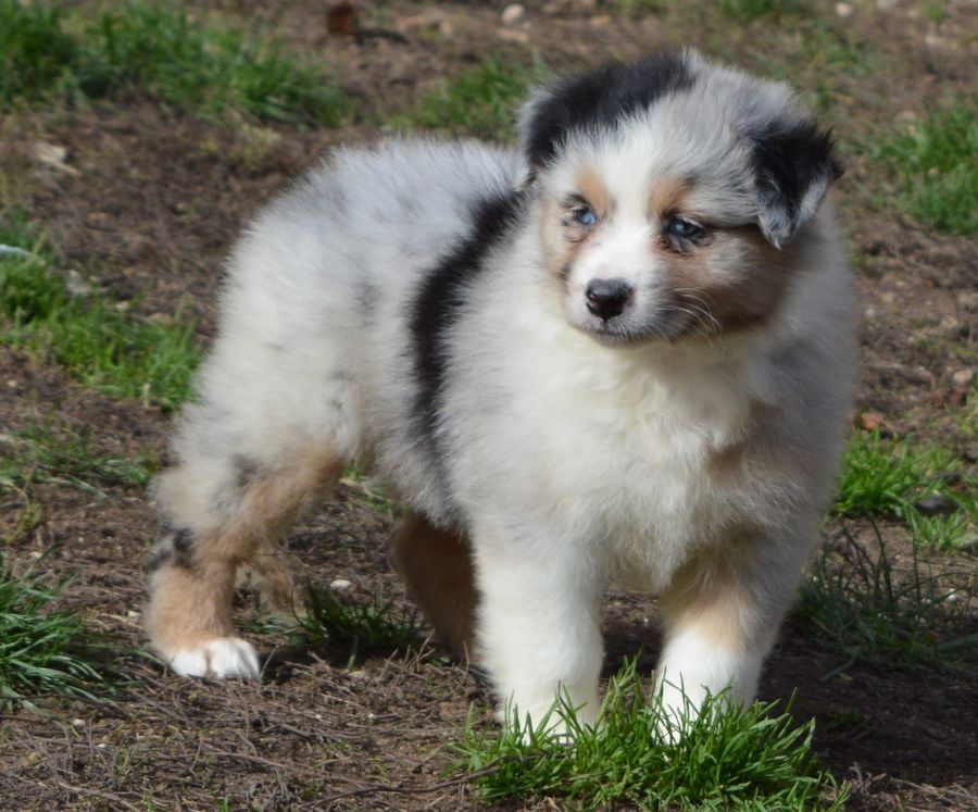 du Chemin de la Lune aux Reves - Chiots disponibles - Berger Australien