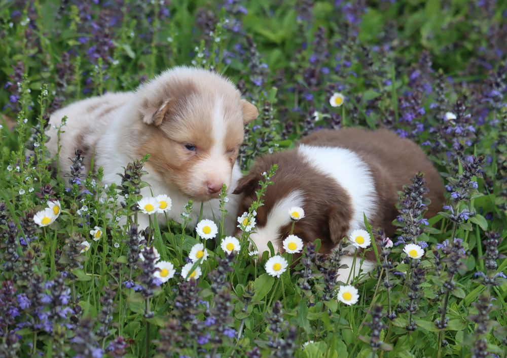 Chiot Berger Australien du Chemin de la Lune aux Reves