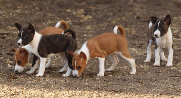 du Chemin de la Lune aux Reves - Basenji - Portée née le 27/12/2018