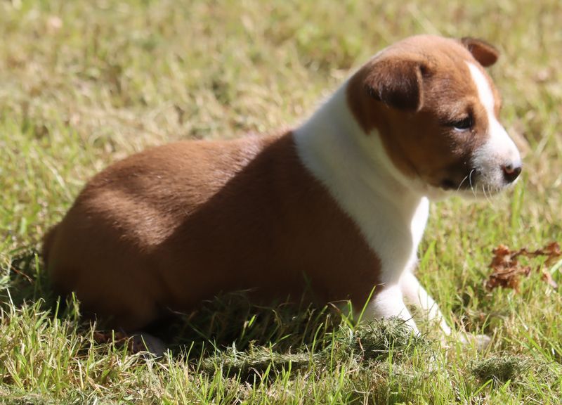 du Chemin de la Lune aux Reves - Chiots disponibles - Basenji
