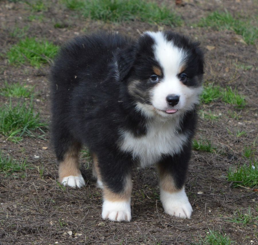 du Chemin de la Lune aux Reves - Chiots disponibles - Berger Australien