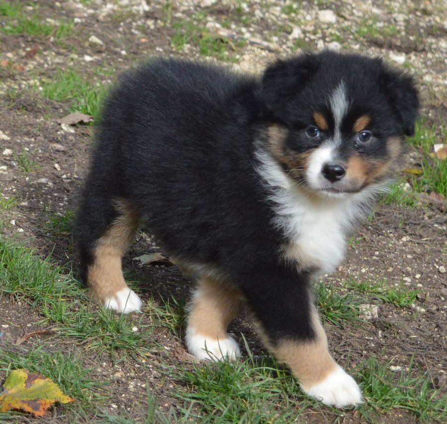 du Chemin de la Lune aux Reves - Chiots disponibles - Berger Australien