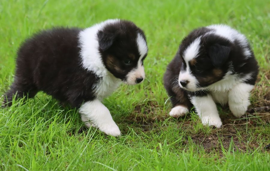 Chiot Berger Australien du Chemin de la Lune aux Reves
