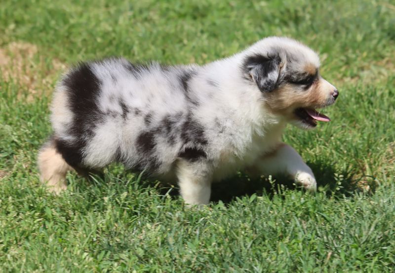 du Chemin de la Lune aux Reves - Chiots disponibles - Berger Australien